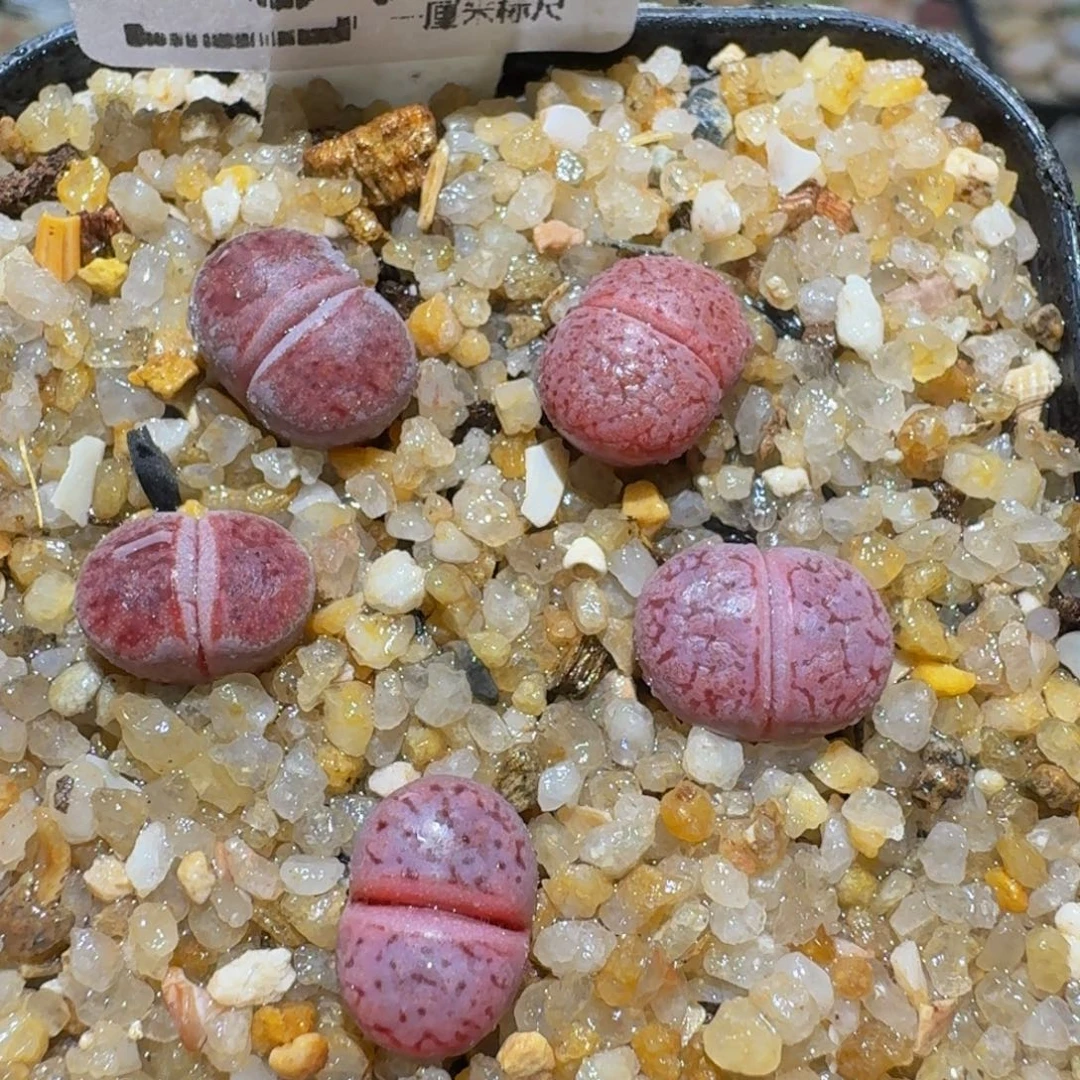 Sssss精品生石花317阿克