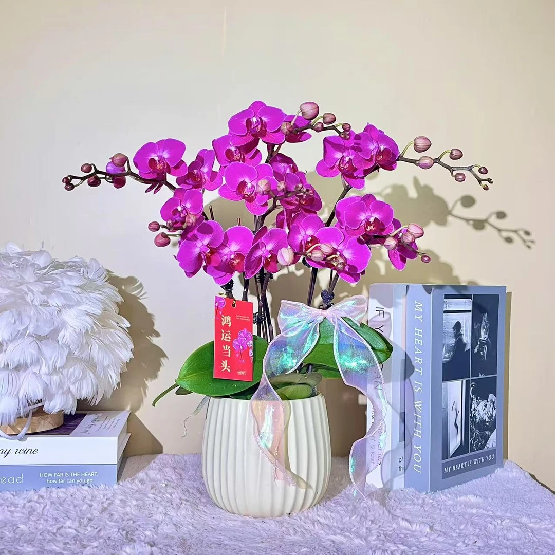 花掌柜  Lucky girl  紫色系蝴蝶兰 紫色花型 室内精品观赏真花