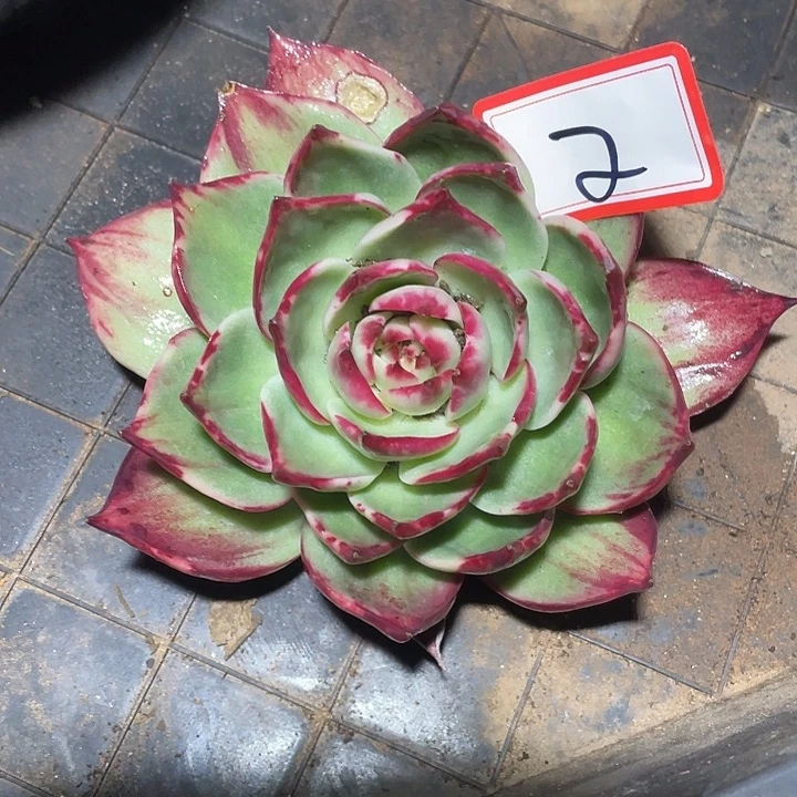2. 白底惊鸿///////