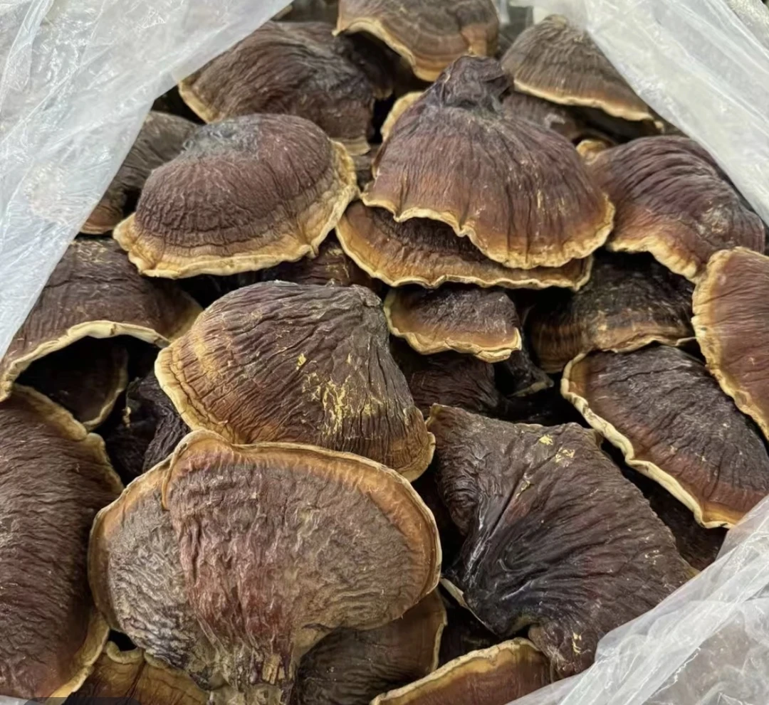 【小雪】现收土特产 松杉-灵芝 100克-500克食用农产品