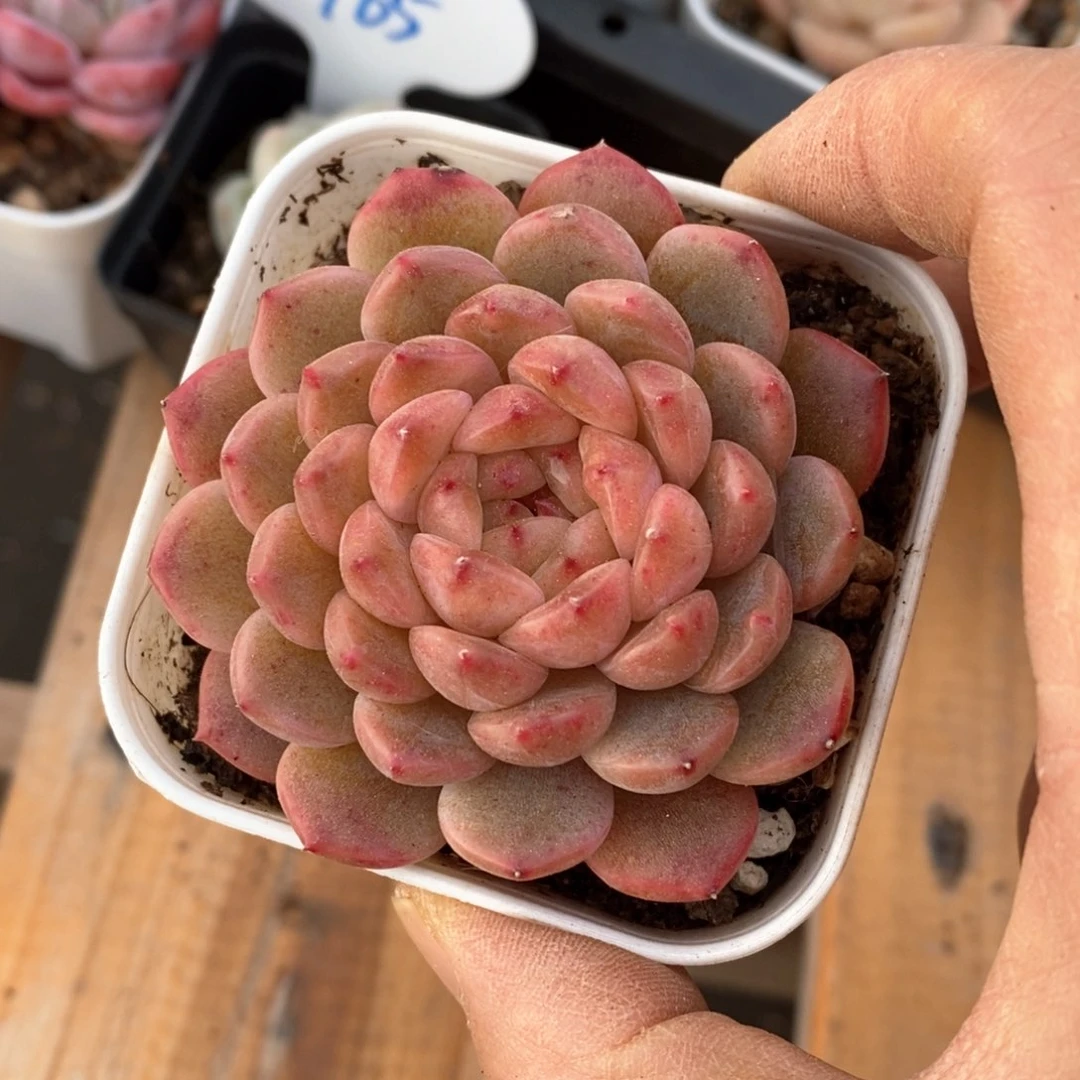 精品多肉一物一拍不包整78