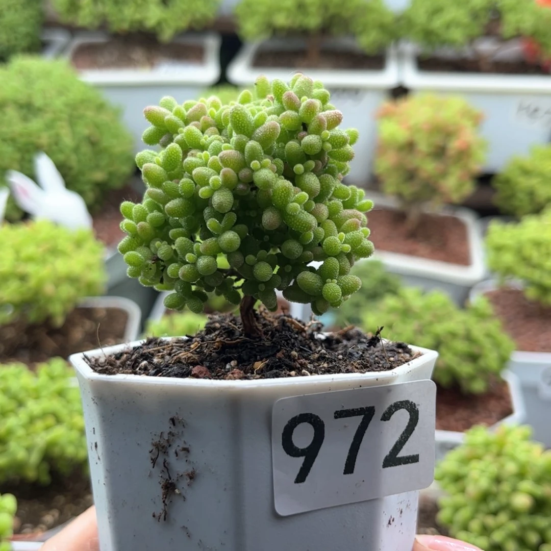 972蜜桔可爱多肉植物