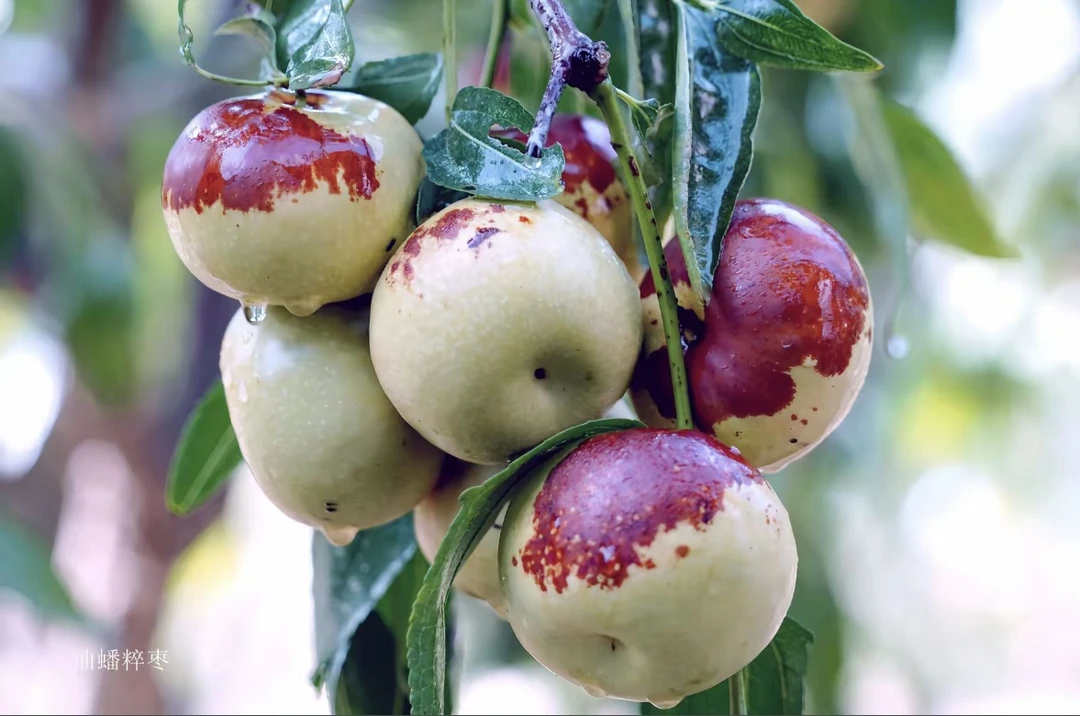 三代冰糖冬枣（营养杯一棵）