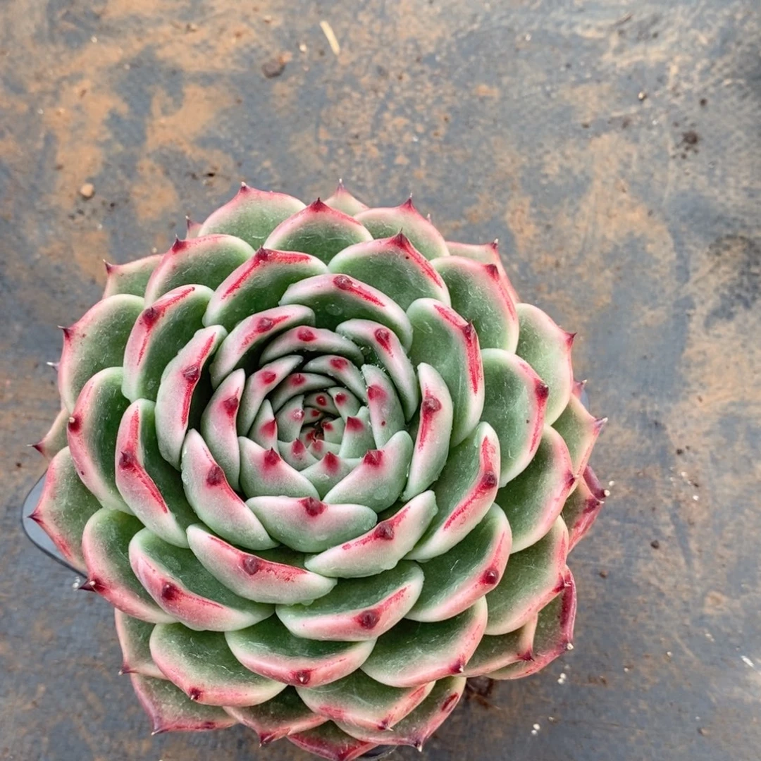 喵*姐福利特价原始龙