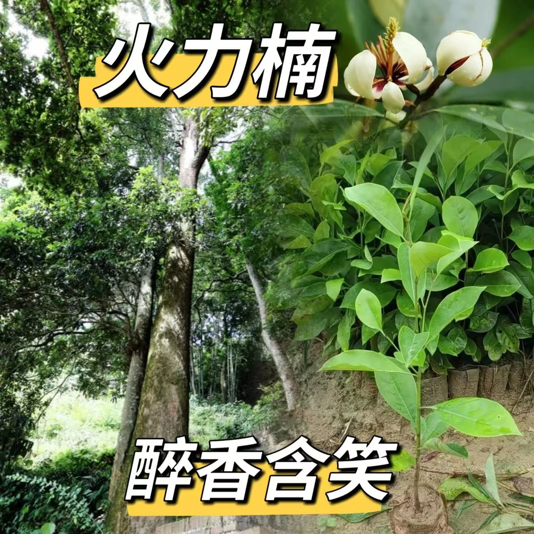 火力楠树苗 醉香含笑树苗 庭院街道造林复绿观花风景树 常绿树种