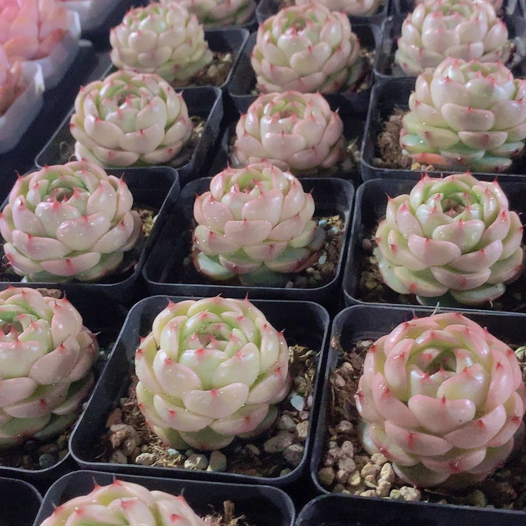 珍妮麦秆3345778999999