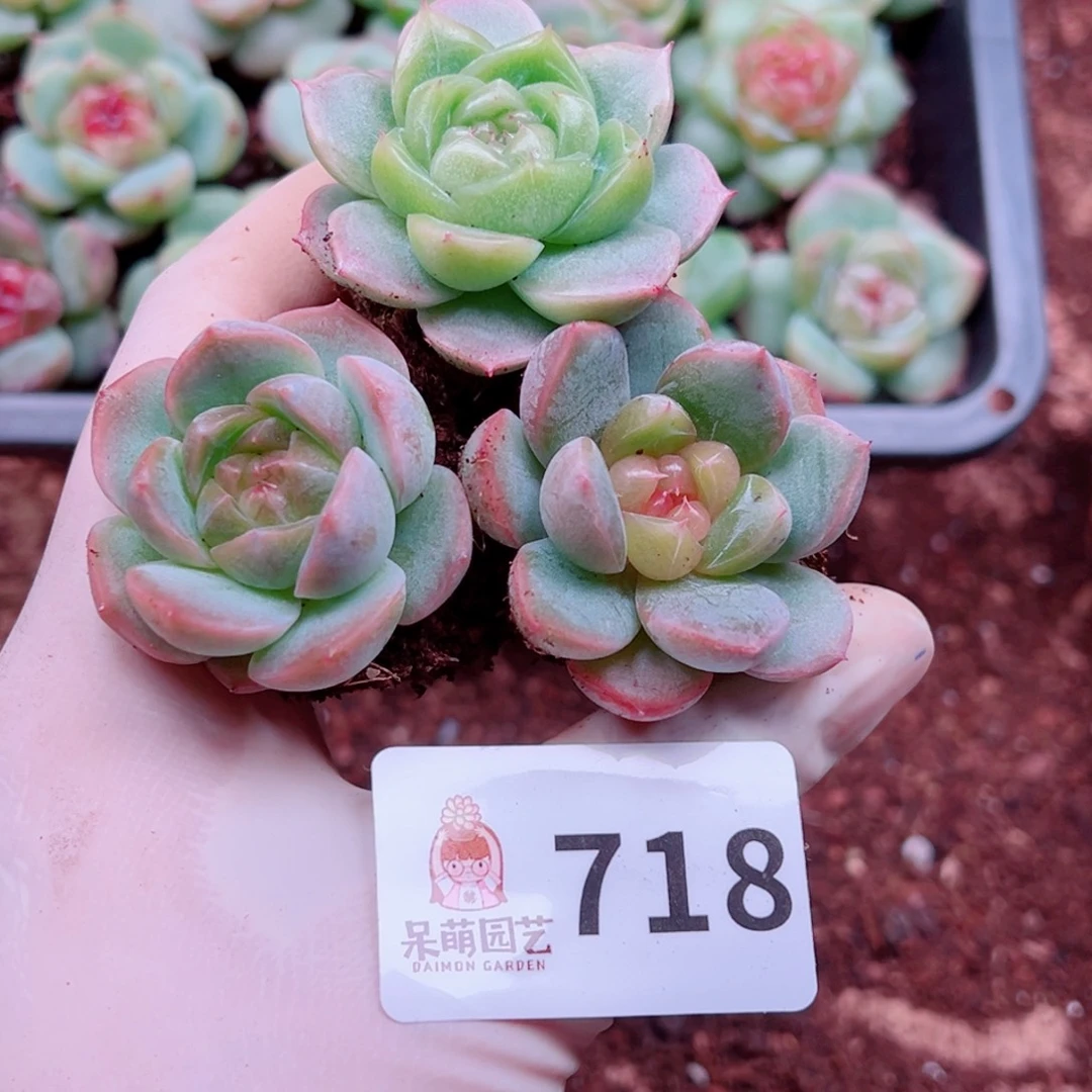 多肉植物多肉植物