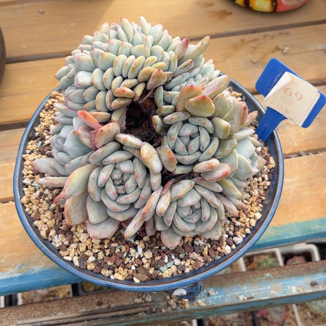 蒜**姐多肉植物111星影