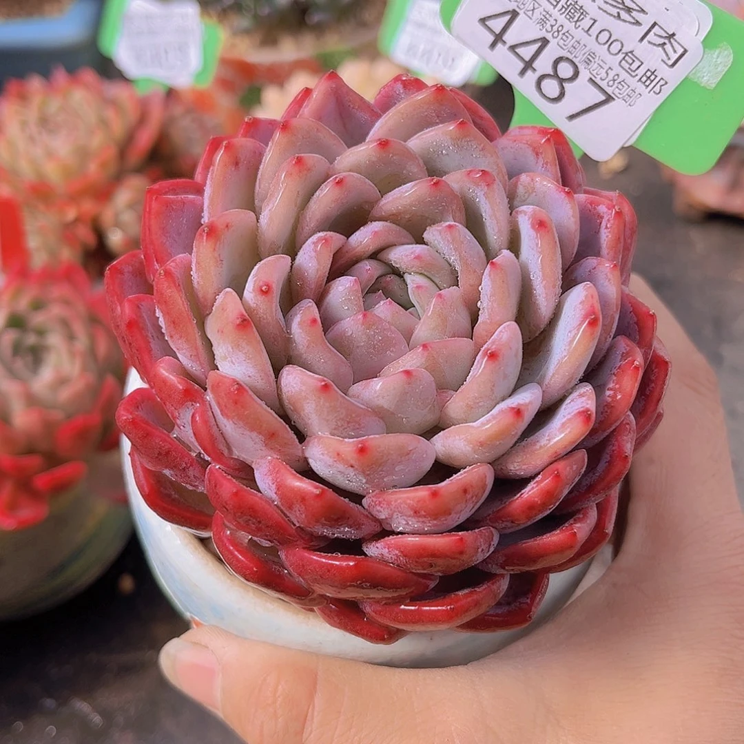 4487胭脂多肉植物