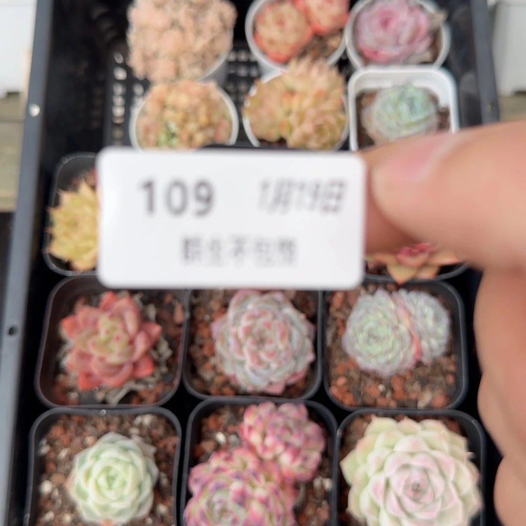 框拍框拍0119-109