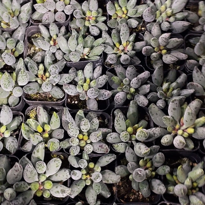 大海豹带盆土发货