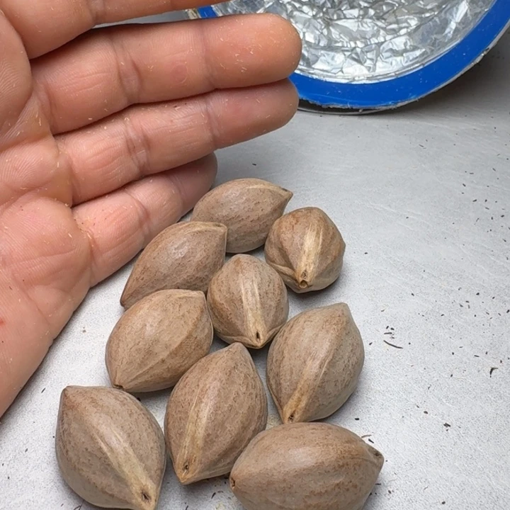 橄榄核手串/手链橄榄核2.1