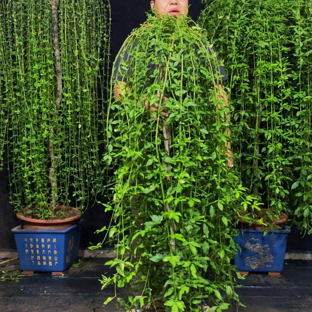 探春花，一物一拍，