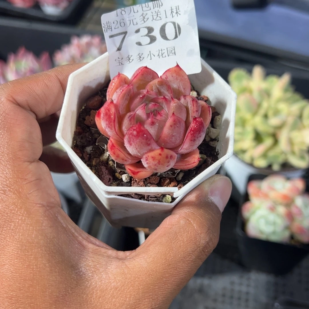 糖***糖730号蔓越莓一物一拍