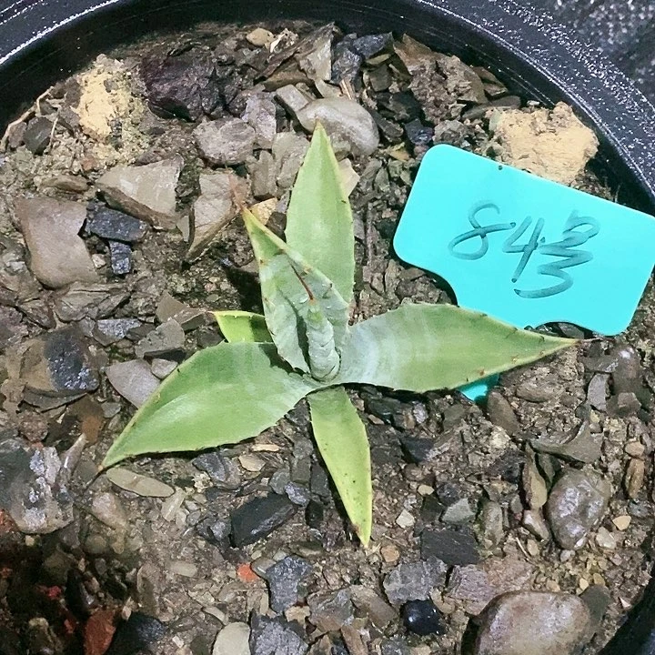 【闪购商品】无花朵龙舌兰煞威原始种