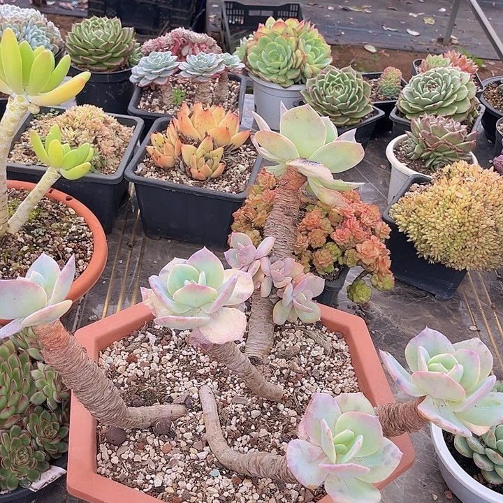白凤0627多肉植物