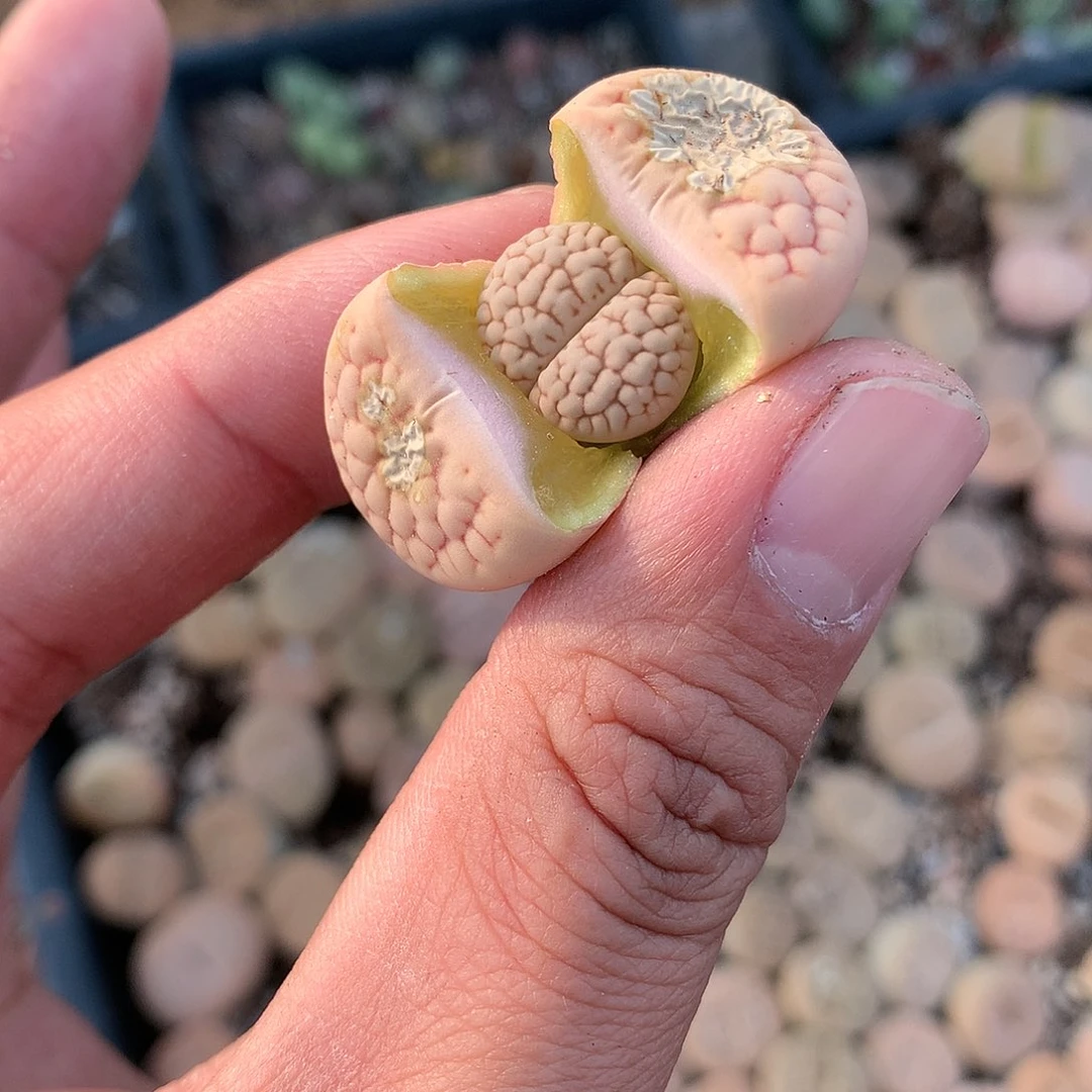 A115多肉植物保护