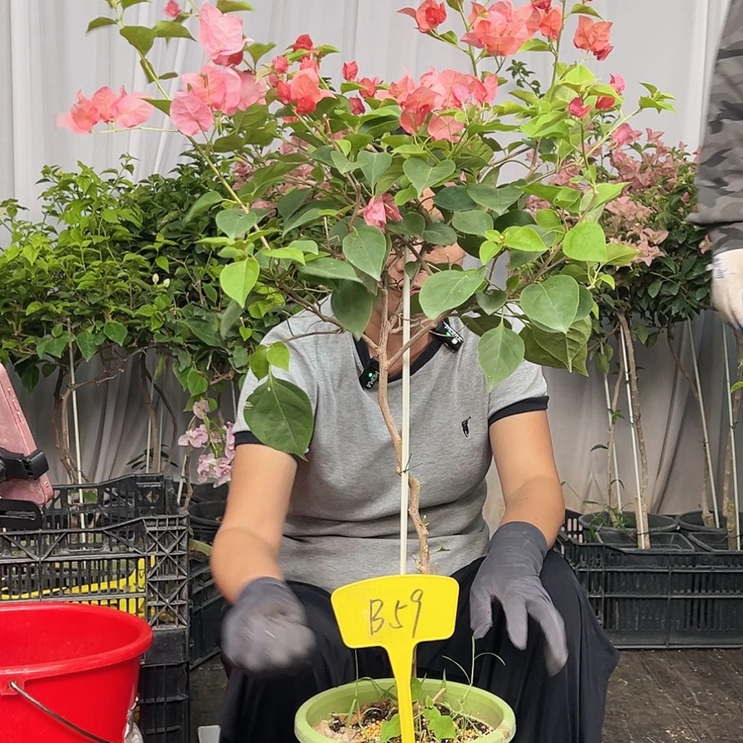十***H当前无花栽培后可以开花B59不甜