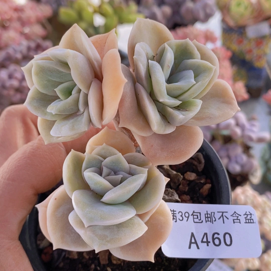 可爱玫瑰有砍7cm460多肉植物