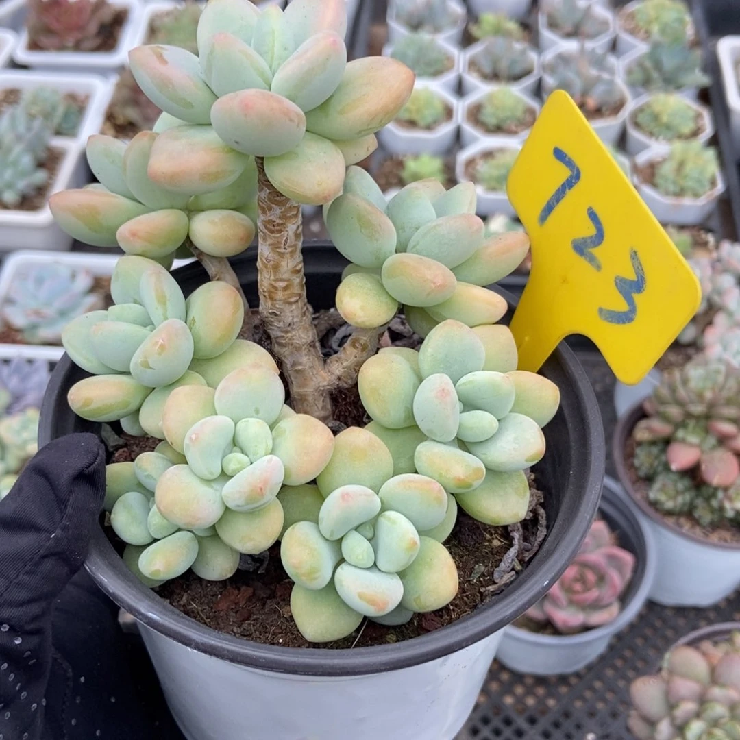 723洛神多肉植物保护