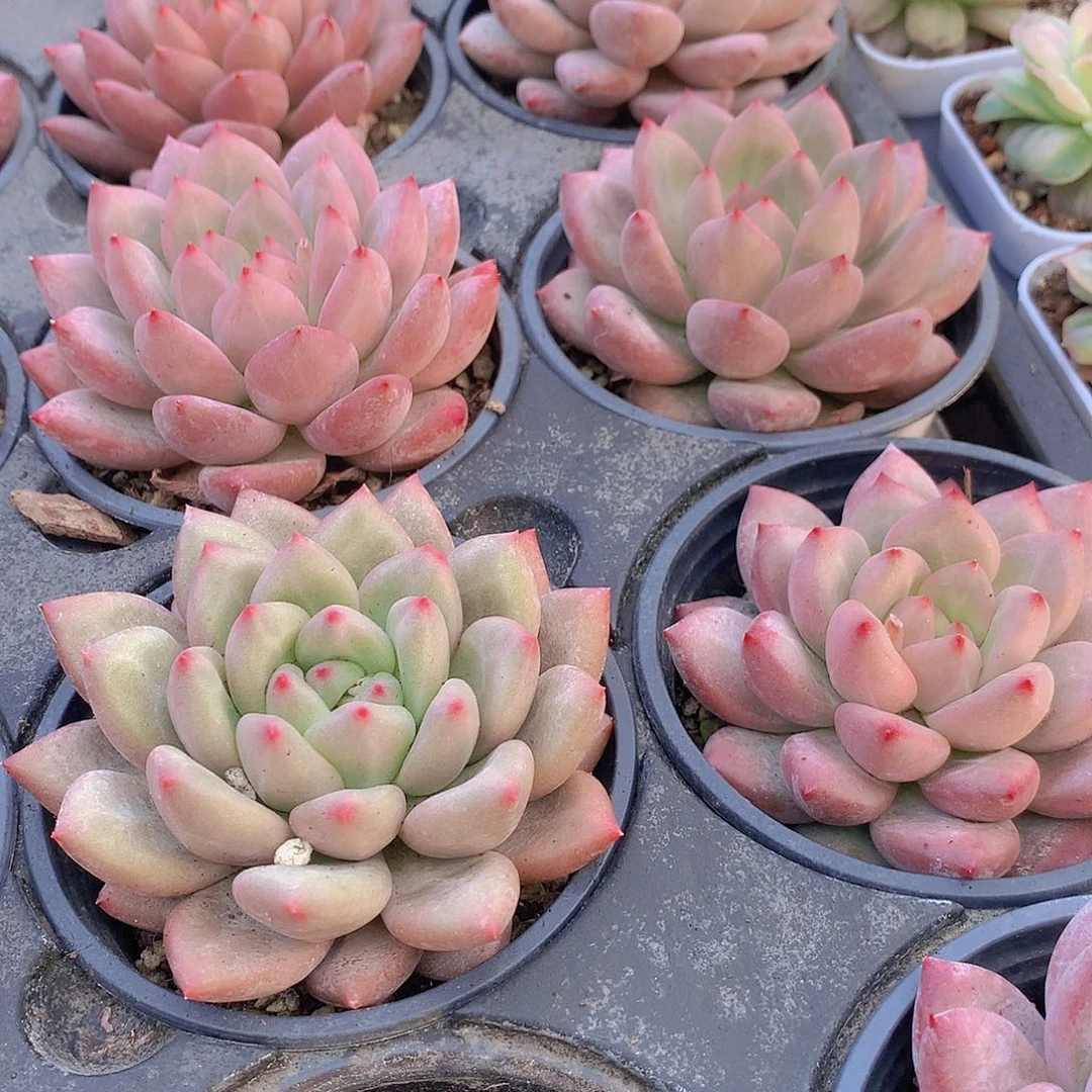 赫本鲁斯356778899000