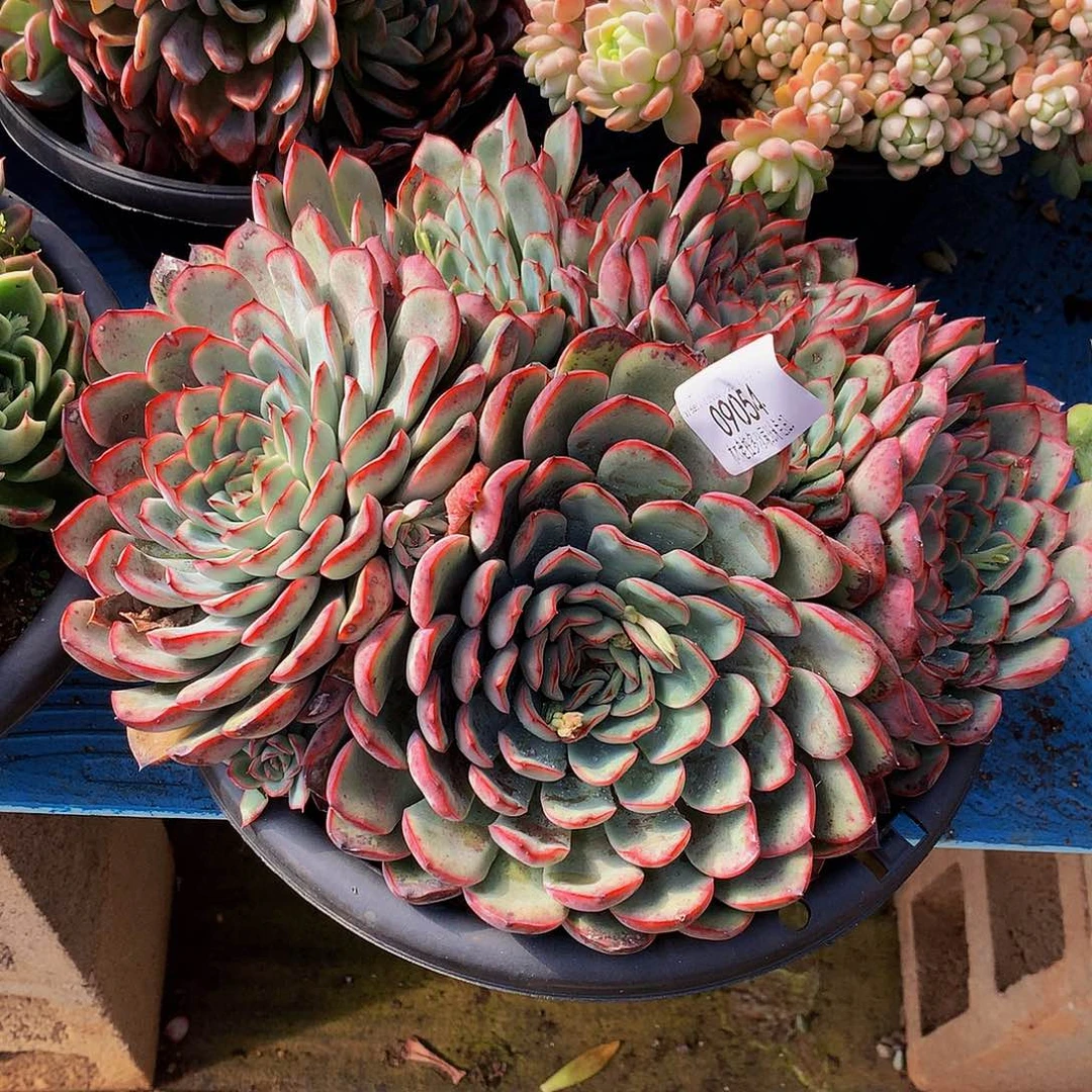 宝***贝      荷花多肉09054