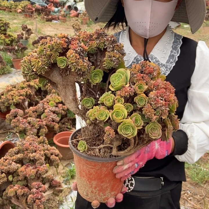 用***8489玫瑰缀化老桩老桩