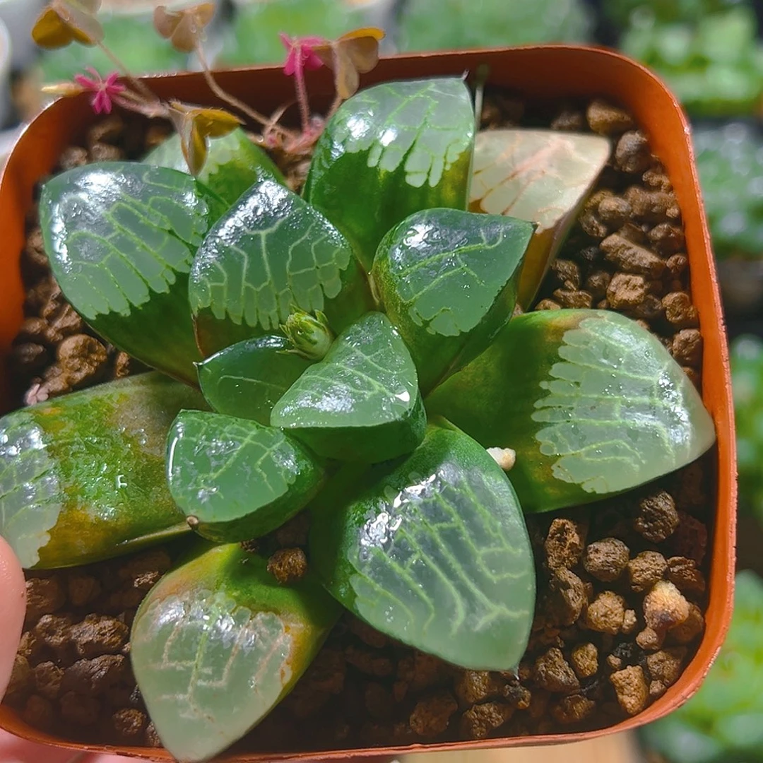 亮窗克母本玉露多肉植物一颗