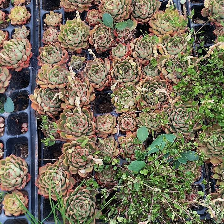 青涩时光72颗穴盘，000