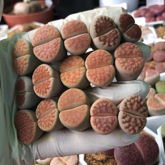 8521，2厘米左右母本如图