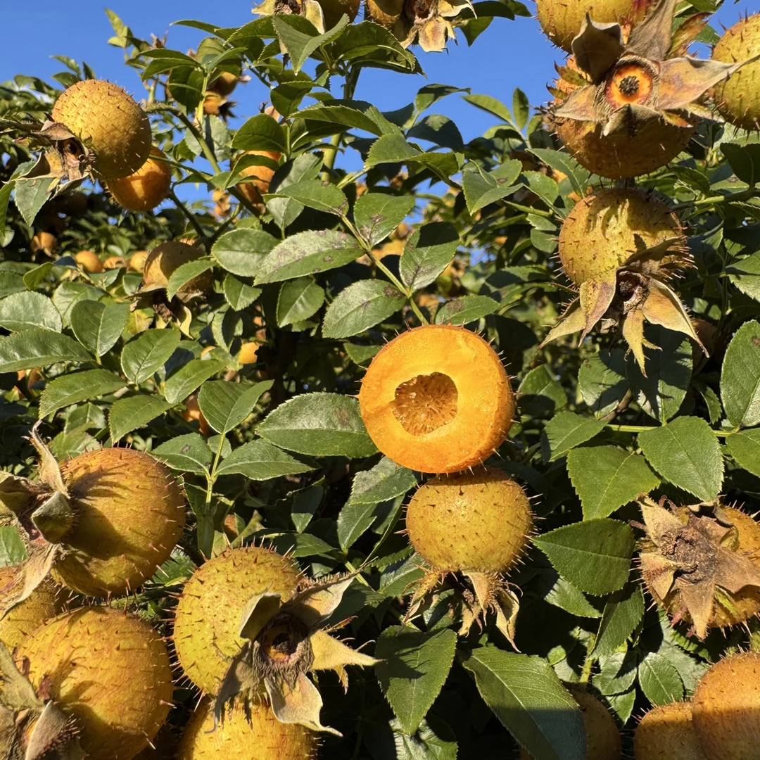 【满满vc】贵州野生金刺梨鲜果现摘营养健康应季水果泡酒泡茶榨汁