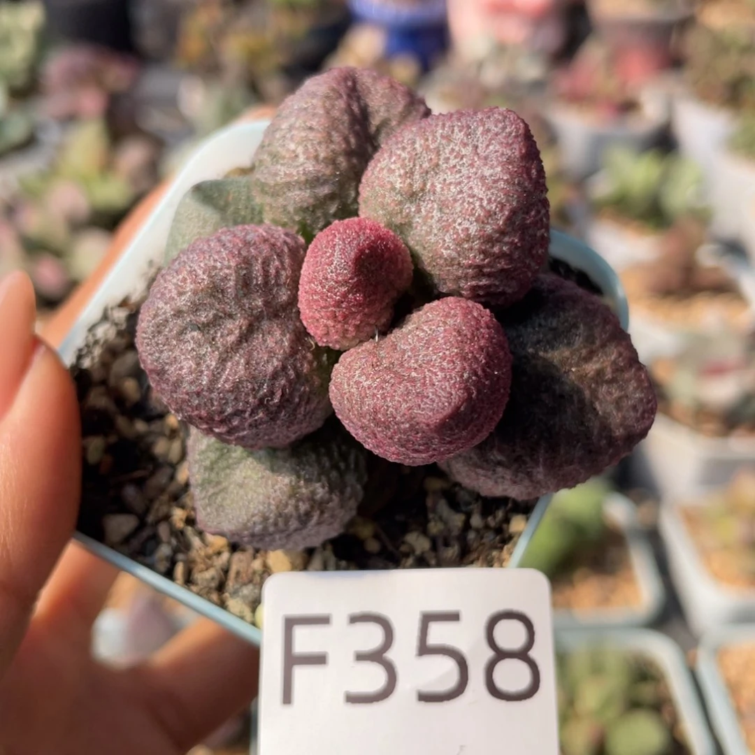 水蜜桃。   358。