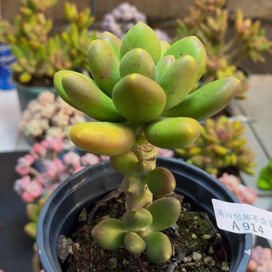 914芒果奶9cm多肉植物