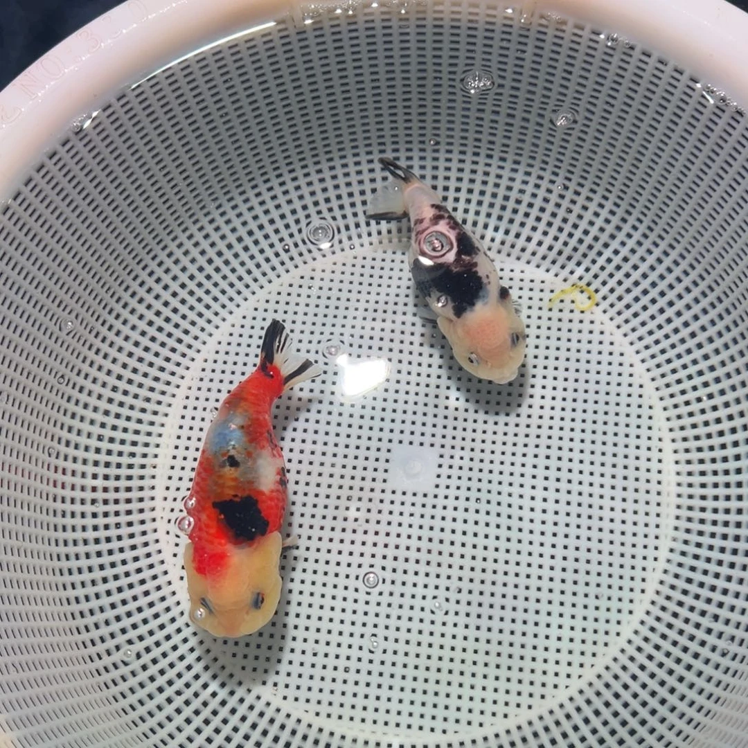 s***己海水鱼潘氏金鱼兰寿金鱼