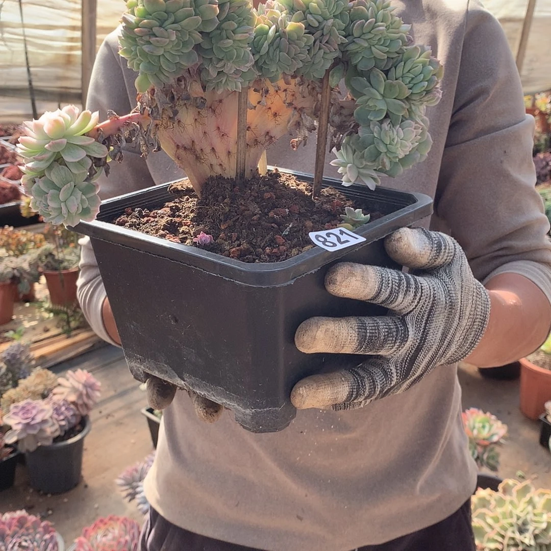 821贝瑞缀 一物一拍多肉