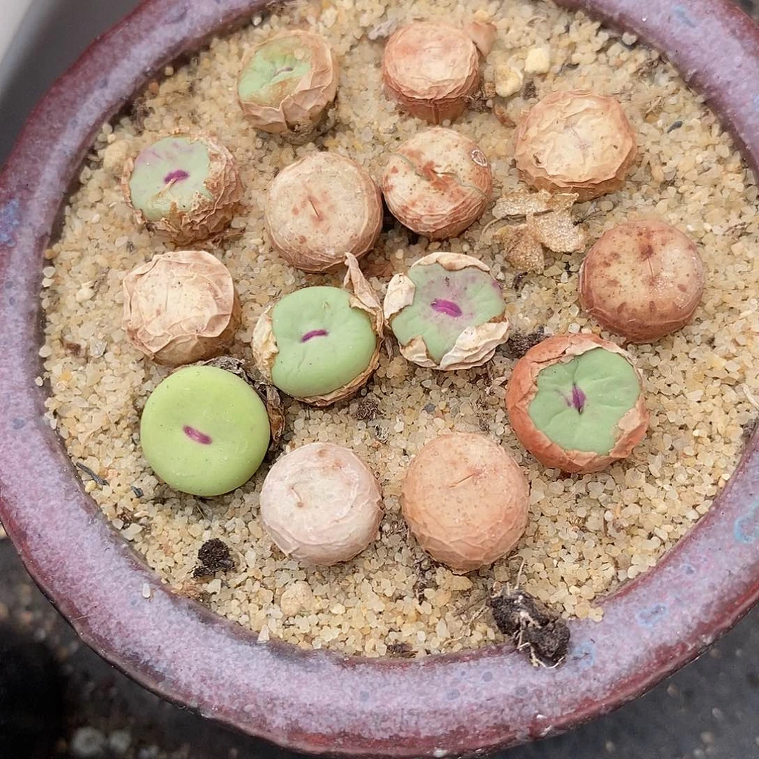 se香肠嘴小红嘴一颗