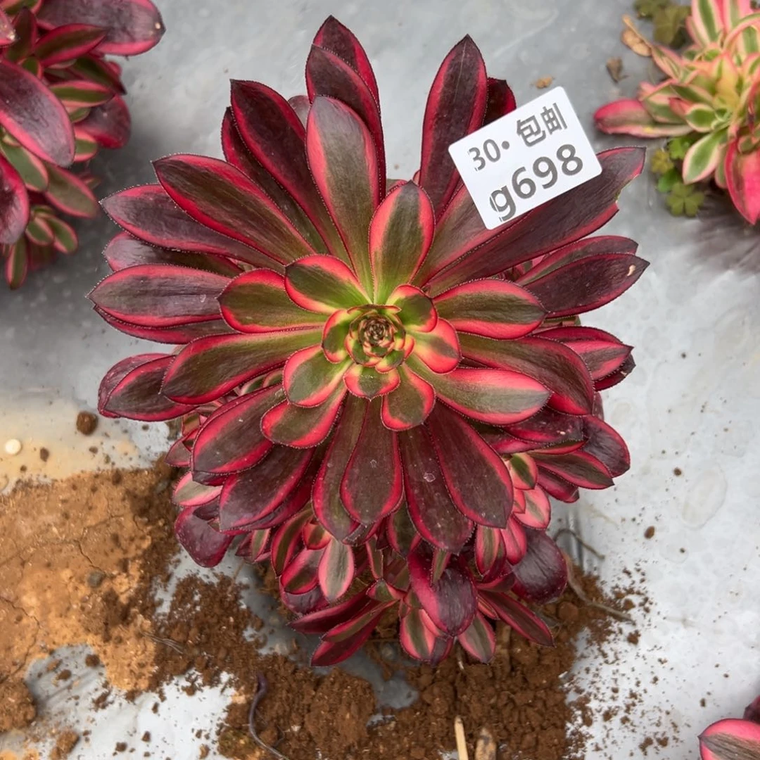 698香奈儿多肉法师