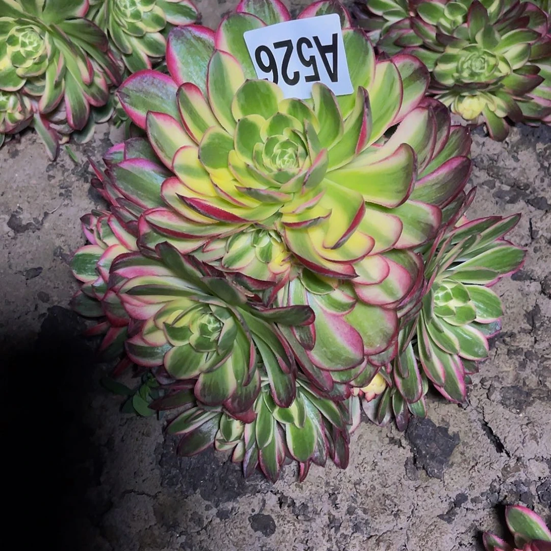 粉体海王26//21包邮