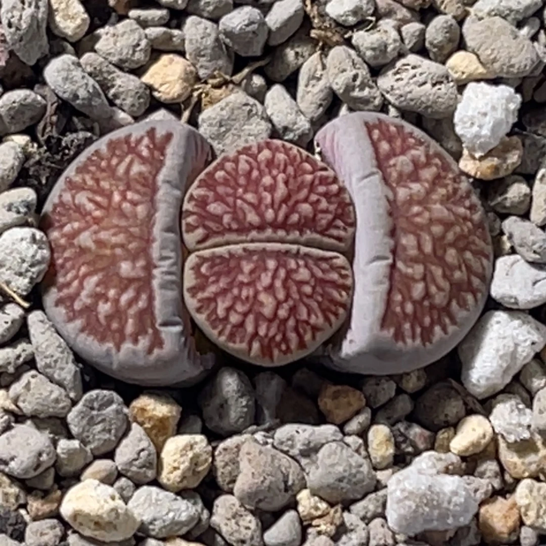 3323莲花浮雕纹菊1