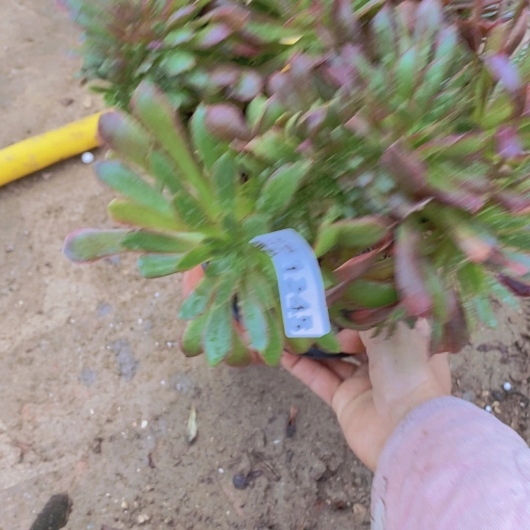 1245 号一物一拍多肉植物