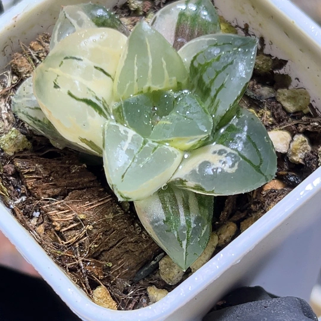 恭喜发财大吉大利3973