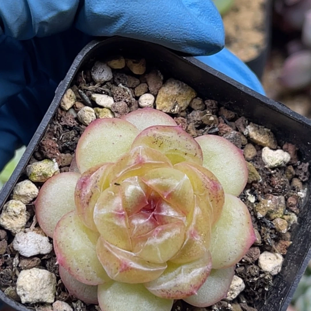 珍妮 单头 多肉植物