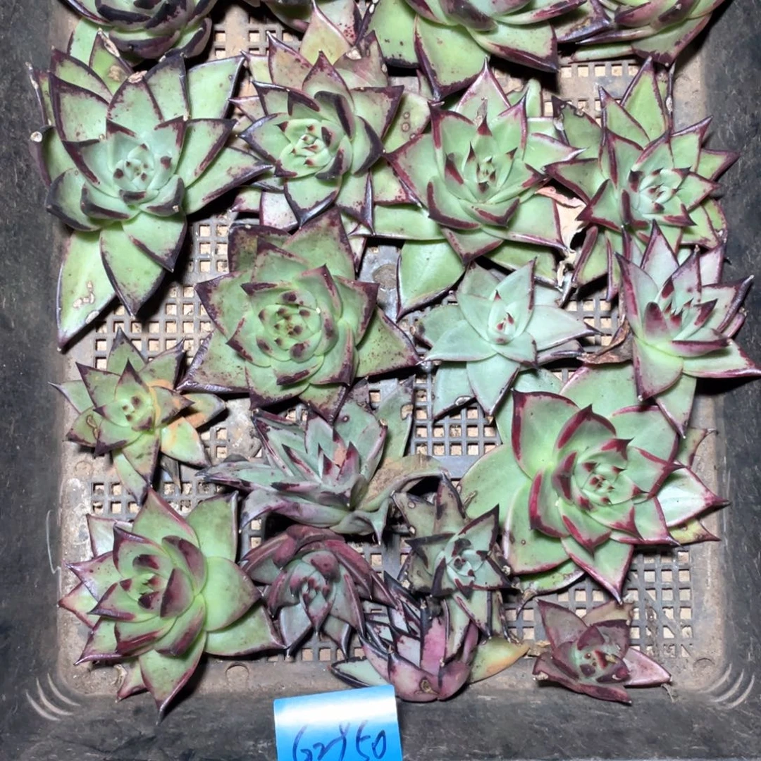 罗***钢一筐不售后多肉2950乌木无根少根有伤福利