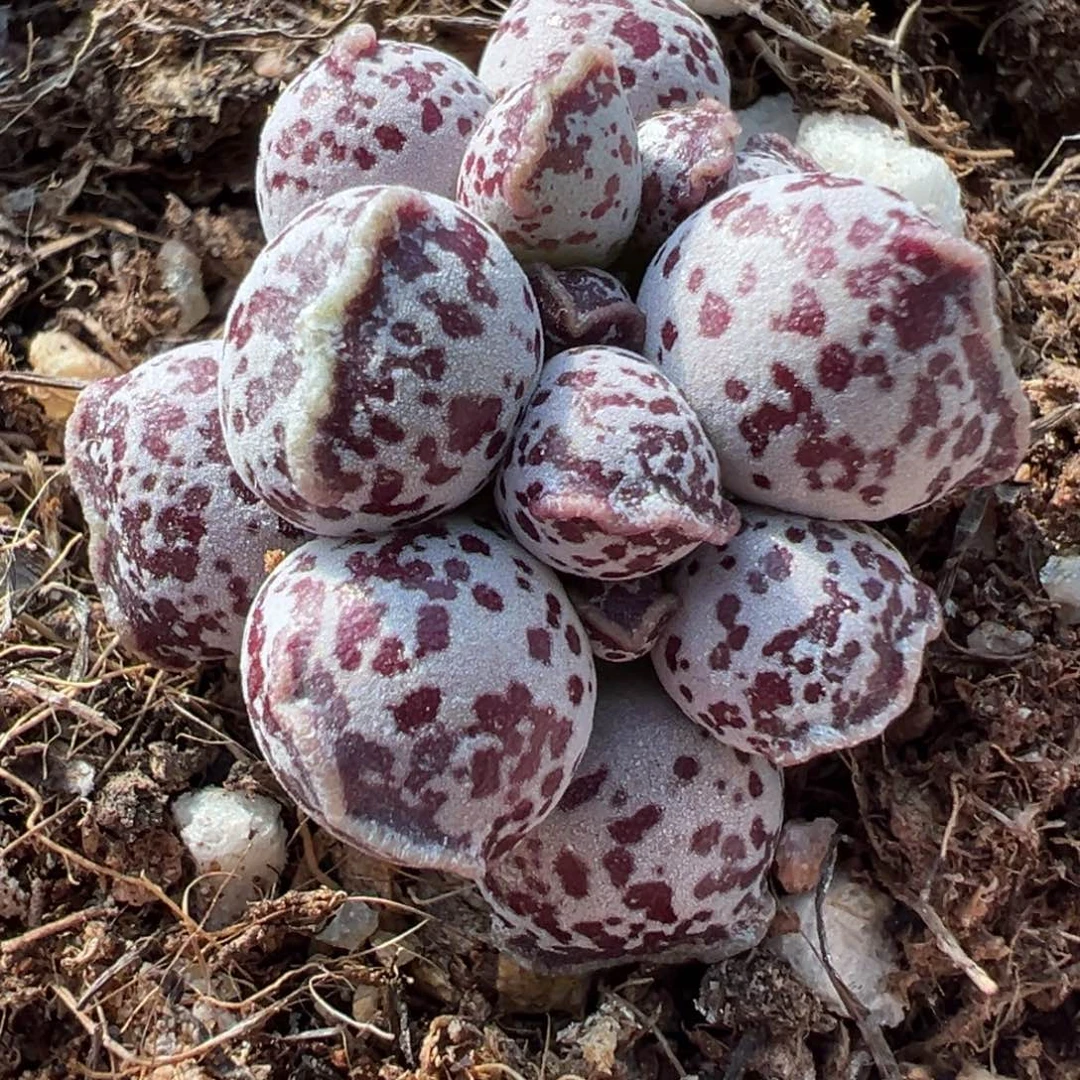 达摩海豹多肉植物水泡
