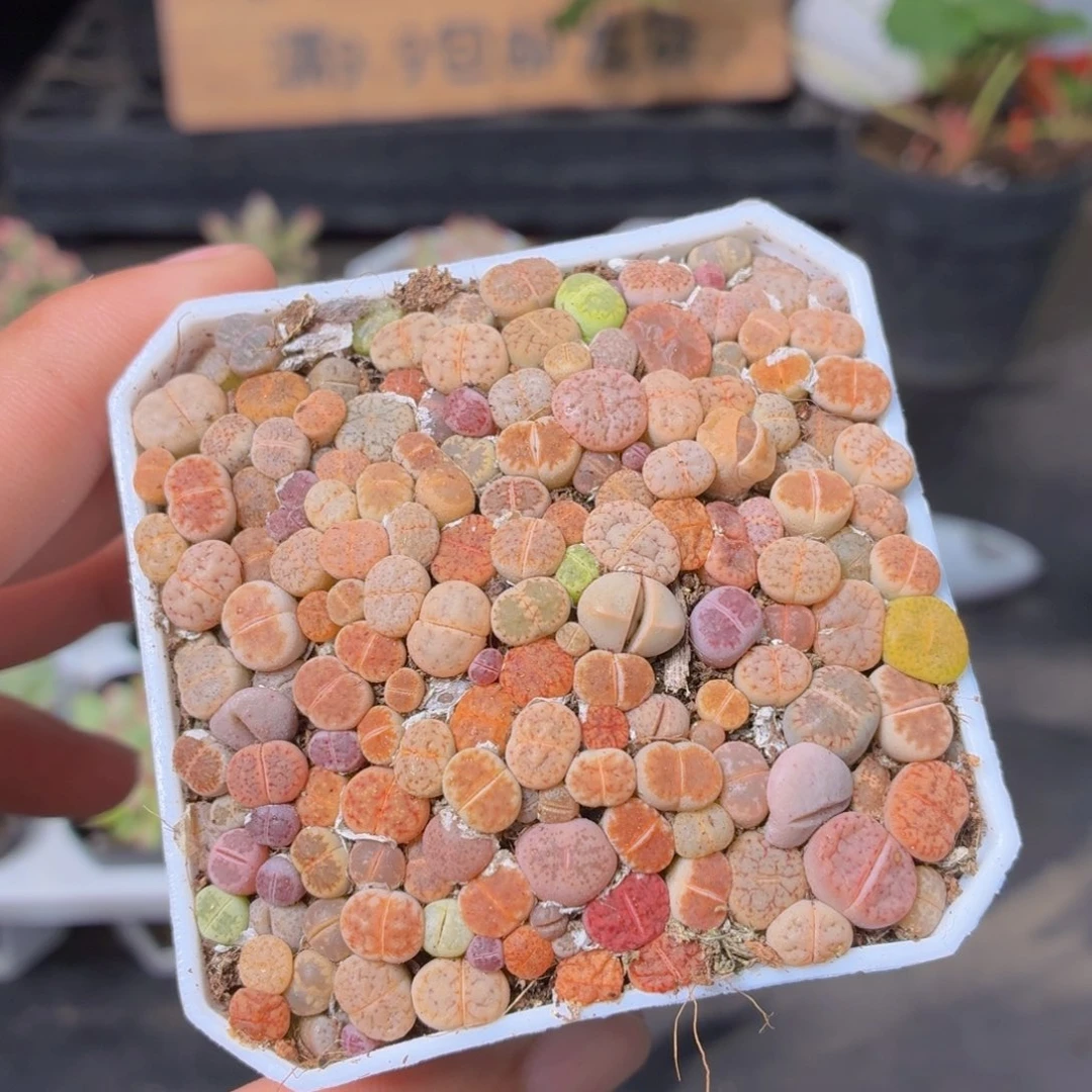 生石花切糕多肉9.9包邮发货