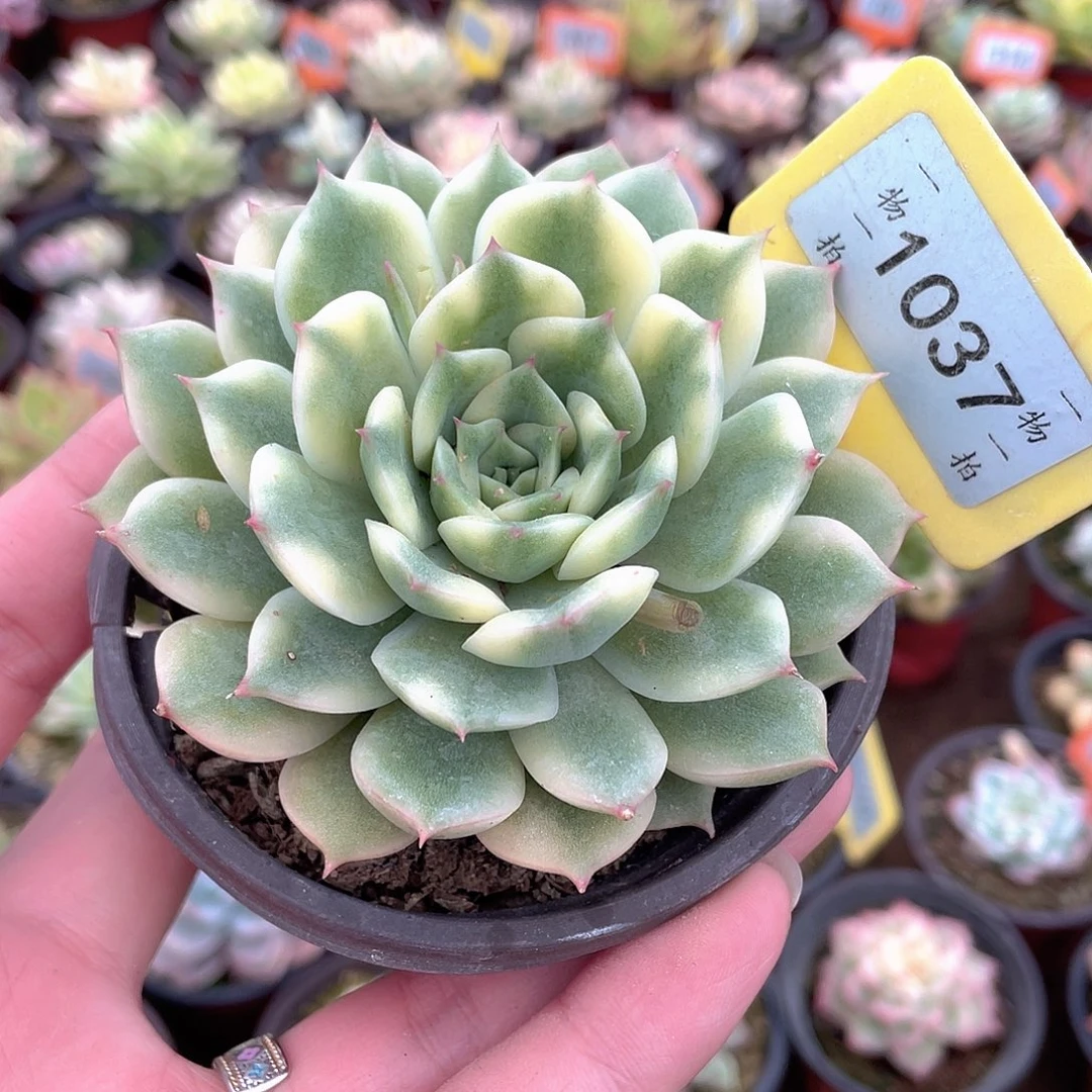 艾丽卡锦1037号多肉