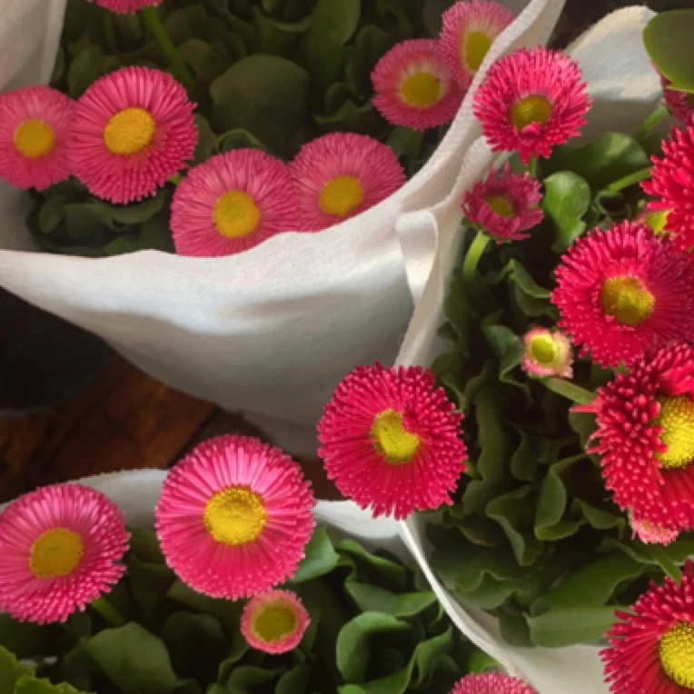 小雏菊小可爱两色随机