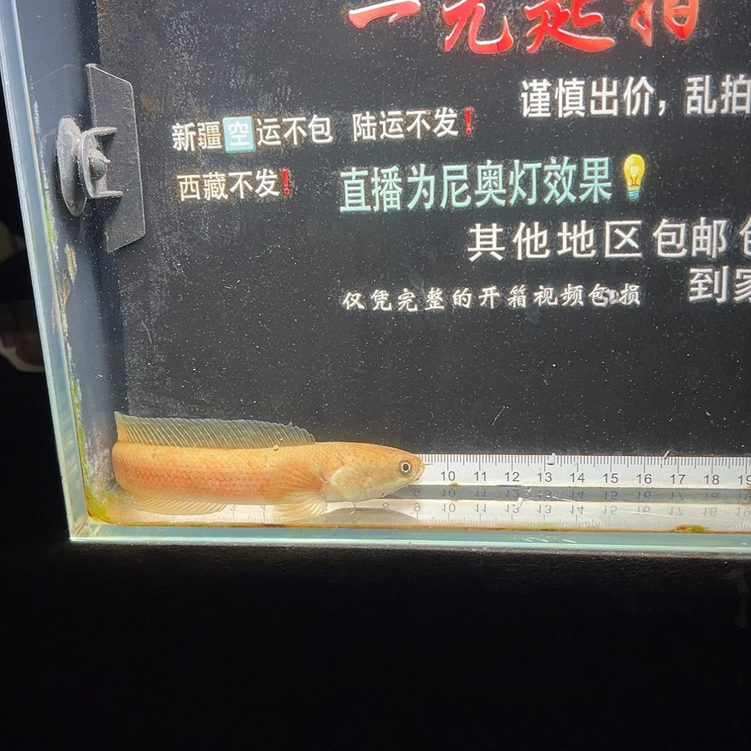 雷龙鱼七星雷龙七星雷龙