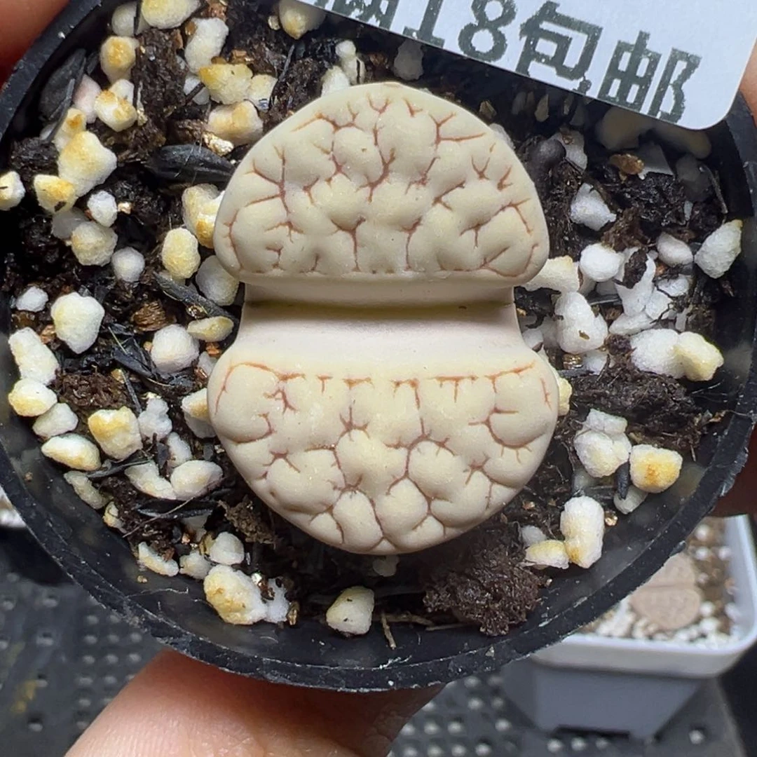 【闪购商品】772……