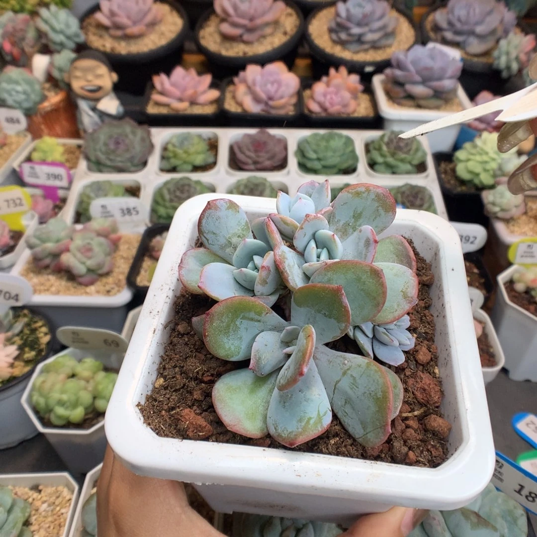 半****52奶茶多肉植物一物一拍